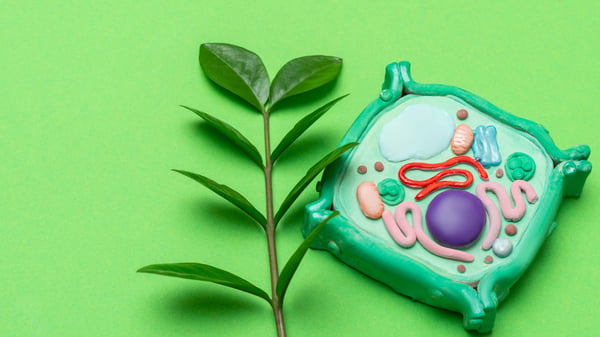 Picture for: Edible 3D Cell Models - Stem Journey into the Microbakery