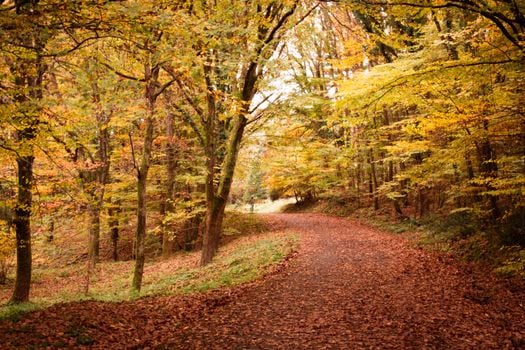 Picture for: A Day at the Arboretum