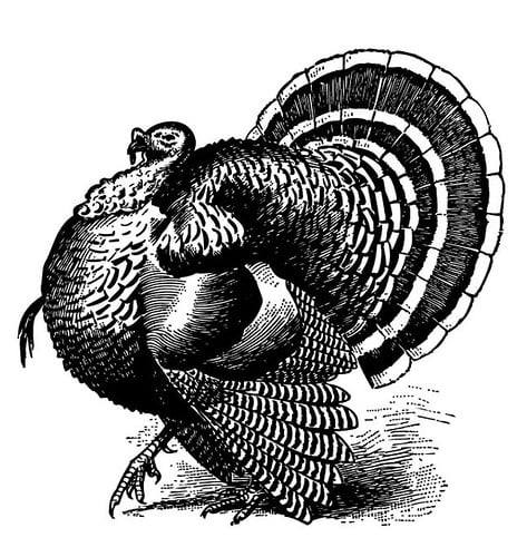 Picture for: Thankful for Turkeys