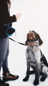 Picture for: Beginning Dog Obedience- Tower-Soudan