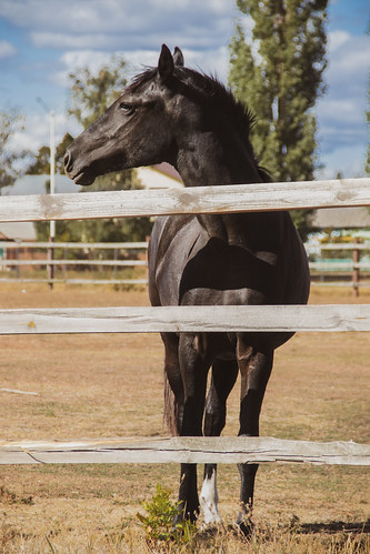 Course Youth Horseback Group Riding Lessons (ages 4-17) image 1