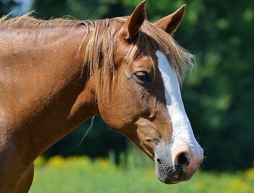 Picture for Youth Equestrian Club (ages 4-17)