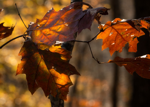 Sun-Illuminated Leaves