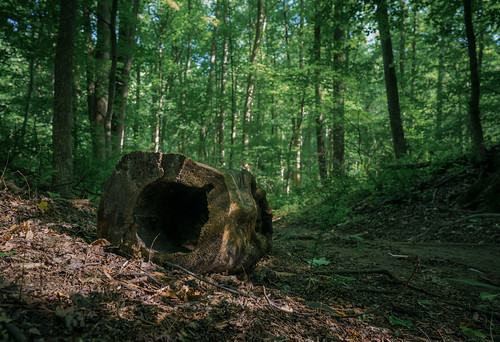 Old Log on the Trail