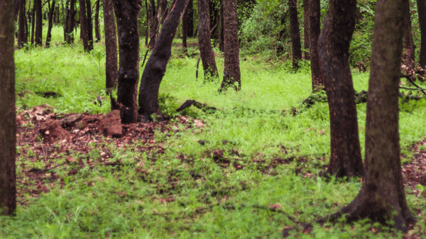 Picture for: Adopt A Park