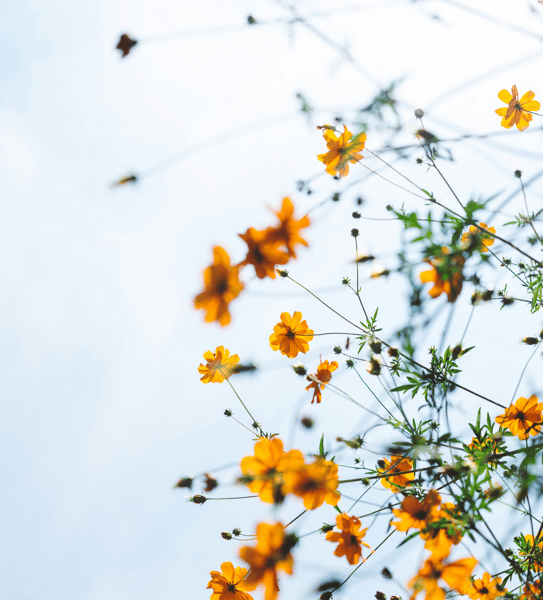 Course Living Fully, Dying Peacefully: Embracing Death's Sacred Journey and the Role of a Death Doula image 1