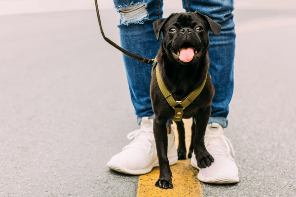 Course For Teens: Launch Your Pet Sitting/Dog Walking Biz (ages 13-18) image 1
