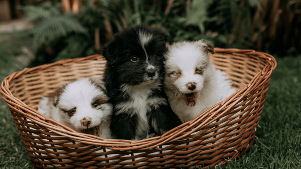 Picture for: Little Veterinary School-Dogs (ages 6-10)