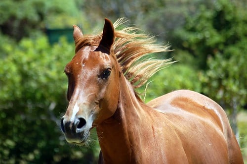Picture for: Horse Dreams Art Experience (adults and children ages 6-12)