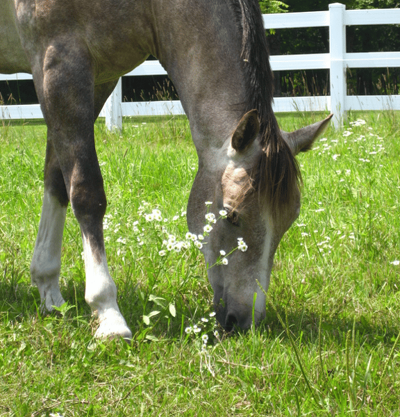 Picture for: Boulder Pointe - Day Camp