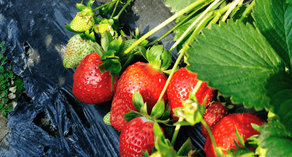 Picture for: D Round Barn Berries Farm Explorers