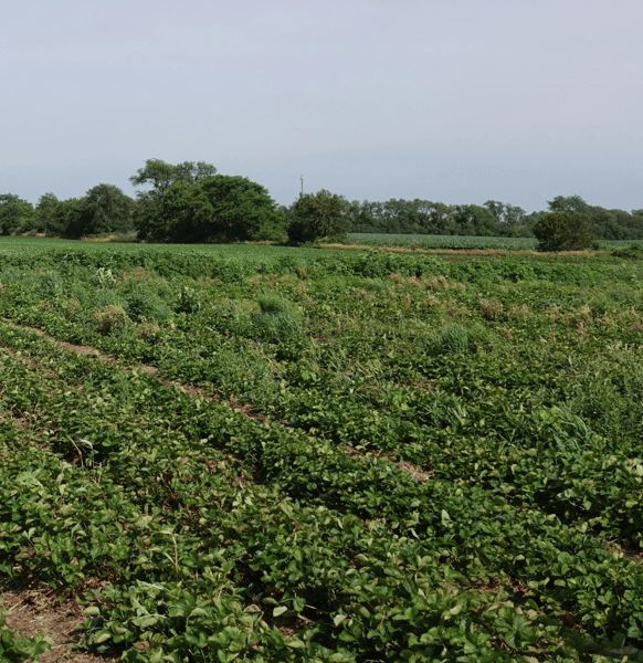 Image for Dawning Age of Asparagus Luncheon & Farm Experience