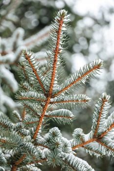 Picture for: Everything Evergreen "Flower Hour"