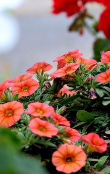 Picture for: Sunny with a Chance of Flowers "Flower Hour"