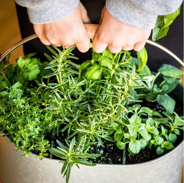 Course Kitchen Herb Garden image 1