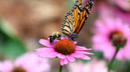 Picture for: Bees, Butterflies & Beyond - Magnifying Abilities