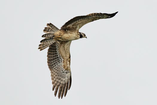 Picture for: Raptor Rangers: Flight, Survival & Stewardship
