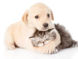 Picture for: Pet Pals
