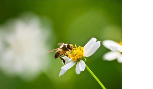Picture for: Planting for Pollinators (Online Class)