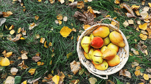 Picture for: Fall into Winter (Online Class)