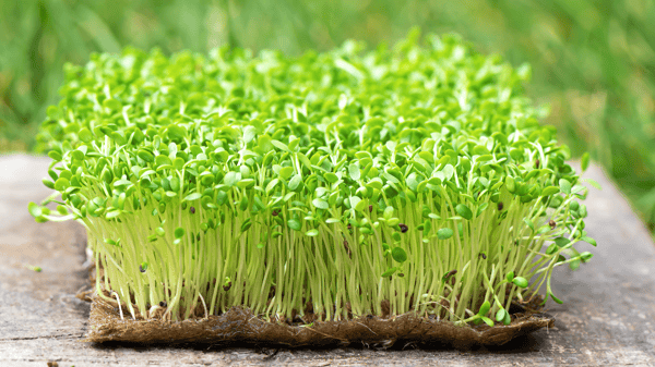 Picture for Growing Microgreens