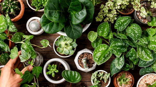 Picture for: Houseplant Success