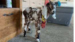 Picture for: My First Field Trip: Poplar Hill Dairy Goat Farm