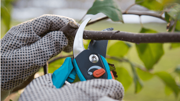 Picture for Pruning Trees & Shrubs