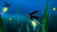 Course Morning Talks: Fireflies and Summer Memories image 1