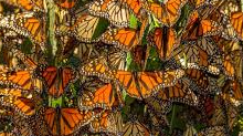 Course Winged Wonders Club image 1