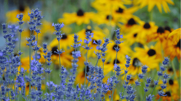 Picture for: Gardening with Native Plants (Online Class)