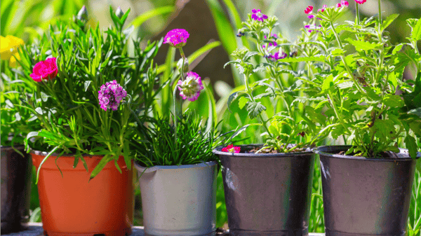 Picture for: Container Gardening (*NEW!*)