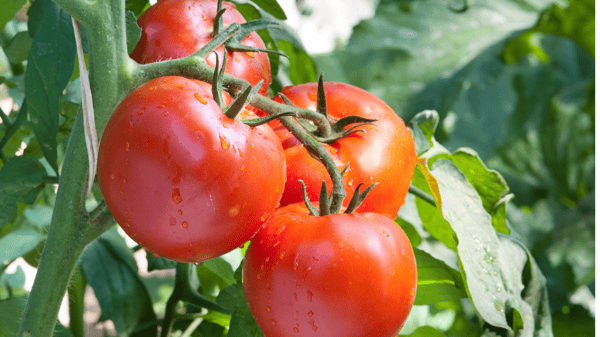Picture for: The Art of Growing Tomatoes - Online Class