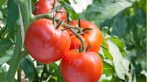 Course The Art of Growing Tomatoes (*NEW!*) image 1