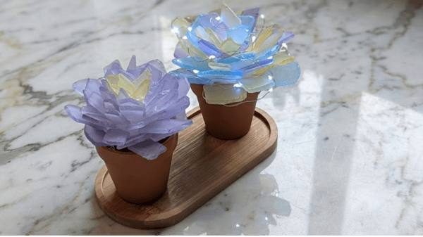 Picture for: Sea Glass Succulents