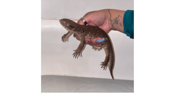 Course K-2 Creepy Crawley: Reptile Review + Mini Beast, Mega Fun image 2