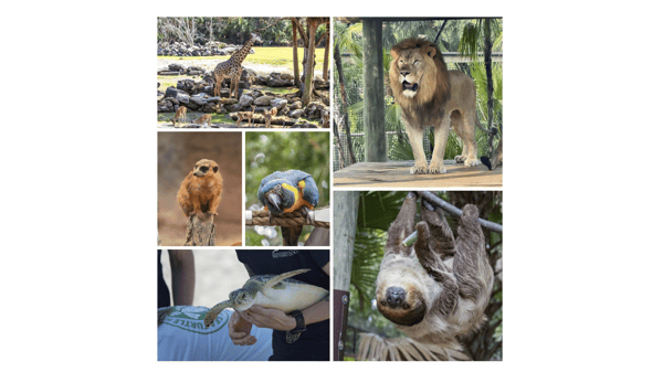 Picture for: 3-4 Como Zoo