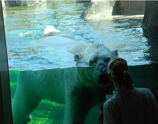 Picture for: 5-8 Como Zoo Field Trip