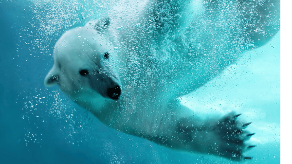 Picture for Field Trip Fridays! - Como Zoo