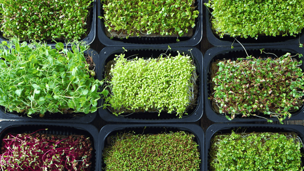 Picture for: Microgreen Planting Workshop