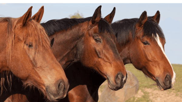 Course Serenity Farm Horse Camp image 1