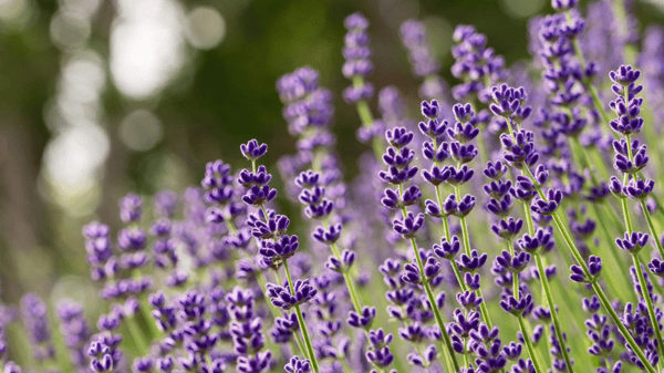 Course Lavender farm, Farmer's Market & lunch image 1