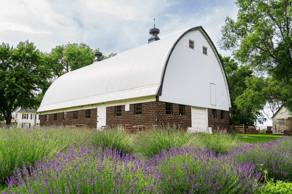 Picture for Lavender farm, Farmer's Market & lunch