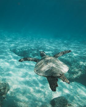 Picture for: Under the Sea
