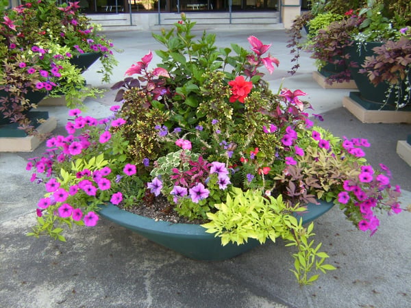 container gardening, flowers, garden