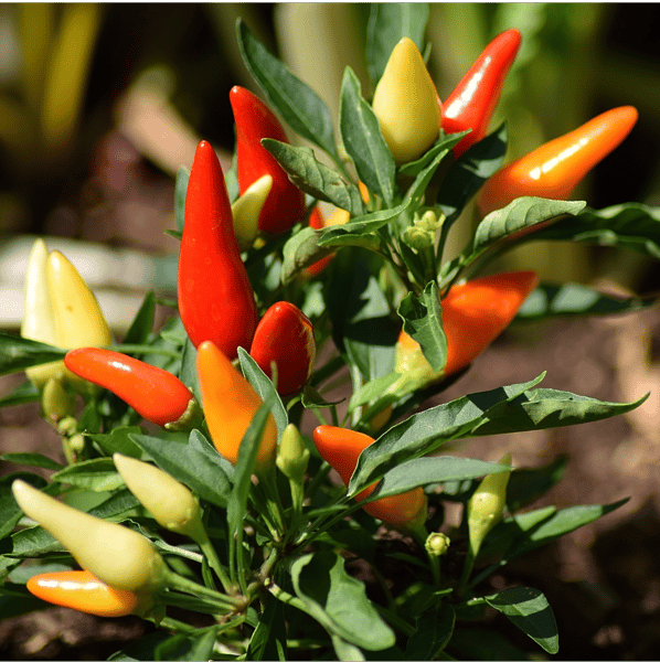 Course Edible Gardening image 1