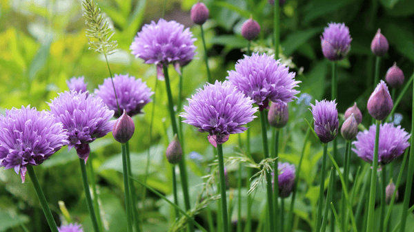 Course Edible Gardening image 2