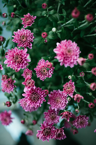 Beautiful garden flower from above.