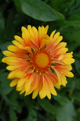 Gaillardia x grandiflora ‘Oranges & Lemons’