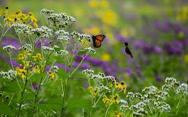 Picture for: Gardening for Wildlife